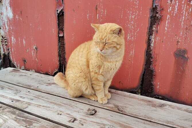 Ainoshima Island Private Cat Tour with Ferry Ride - An In-Depth Look at the Ainoshima Island Cat Tour
