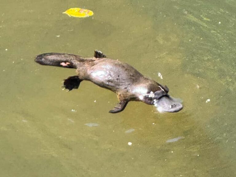 Airlie Beach: Eungella Wild Platypus Encounter - Why This Tour Offers Great Value