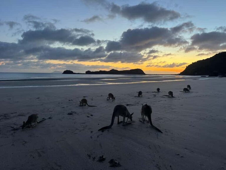 Airlie Beach: Kangaroos on the Beach at Dawn - Breakfast Right on the Beach