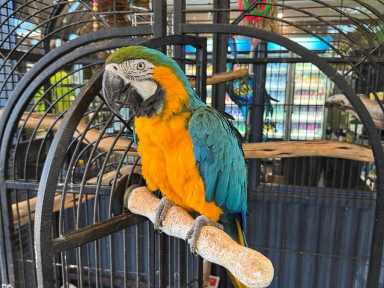 Airlie Beach: Sightseeing Bus Tour - Why Travelers Rate It So Highly