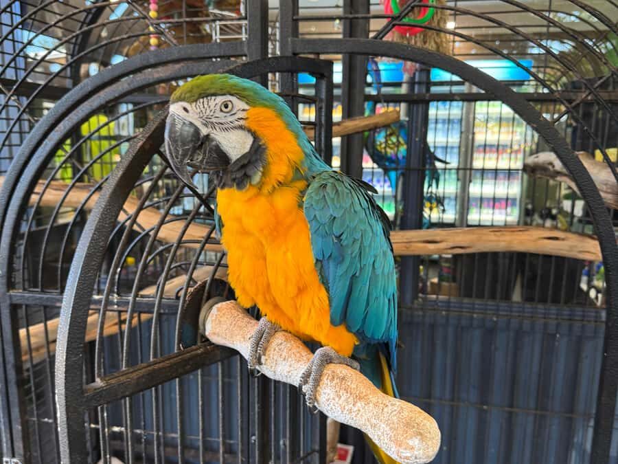 Airlie Beach: Sightseeing Bus Tour - Why Travelers Rate It So Highly