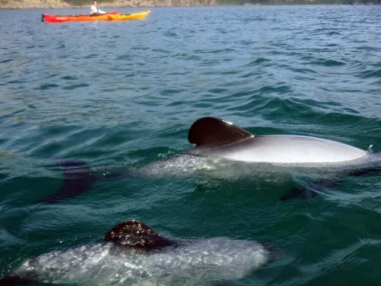 Akaroa: Akaroa Marine Reserve Sea Kayaking Tour - Who Will Love This Tour?