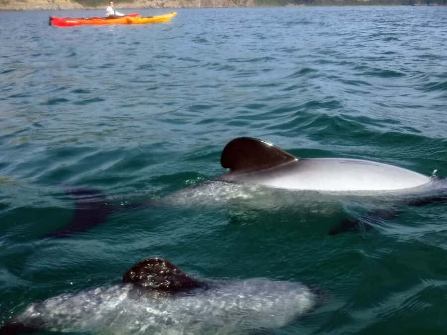 Akaroa: Akaroa Marine Reserve Sea Kayaking Tour - Who Will Love This Tour?