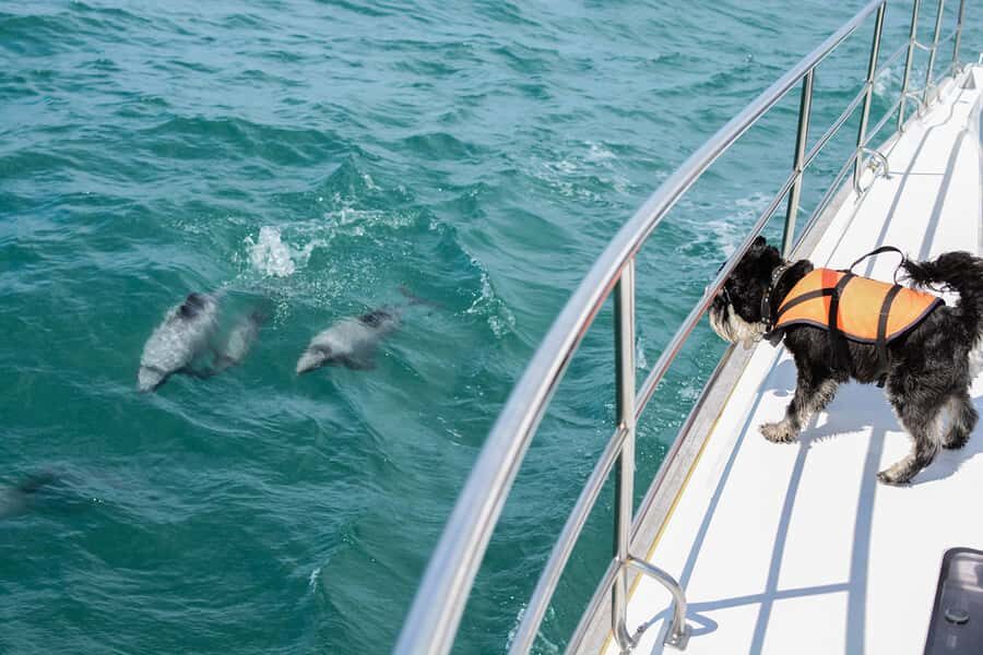 Akaroa: Dolphin Nature Cruise - Who This Tour Is Perfect For