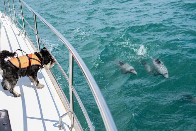 Akaroa Dolphins ~ Harbour Nature Cruise - Who Will Love This Tour?