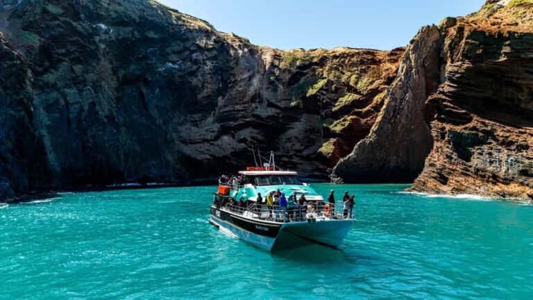 Akaroa Harbour 2-Hour Dolphin Nature Cruise - Why This Tour Works for Different Types of Travelers