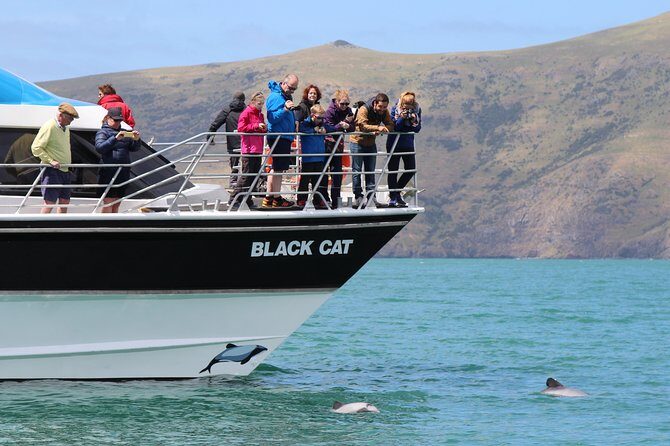 Akaroa Harbour Nature Cruise - Practical Details: What to Expect