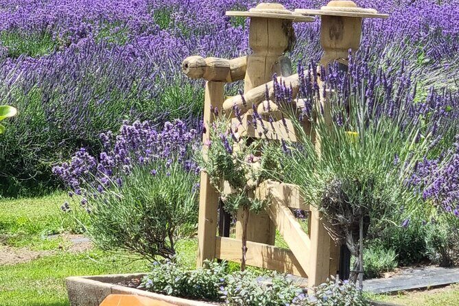 Akaroa Lavender Seasonal Guided Tour Experience - The Itinerary Breakdown