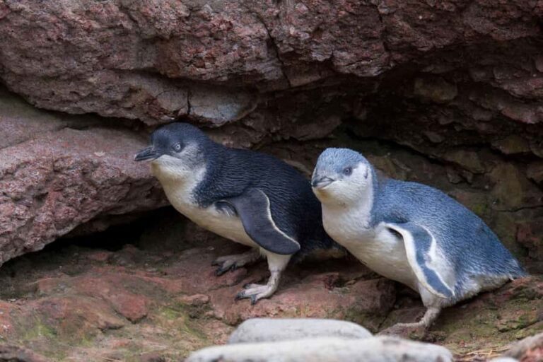 Akaroa: Pohatu Little Penguins 3-Hour Evening Experience - Authentic Feedback from Travelers