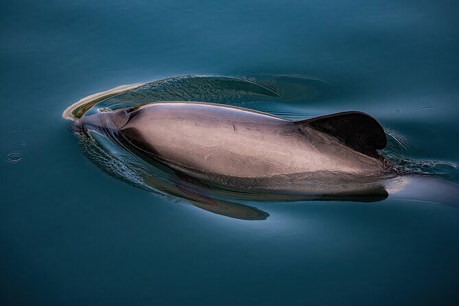 Akaroa Private Day Tour From Christchurch (Carbon Neutral) - Authentic Experiences and Honest Insights from Travelers