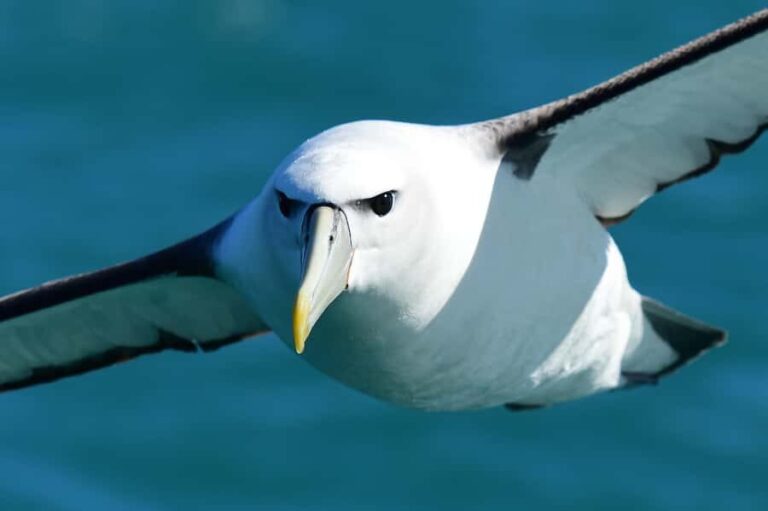 Akaroa: Scenic Coastline Wildlife Cruise - Key Highlights of the Akaroa Wildlife Cruise
