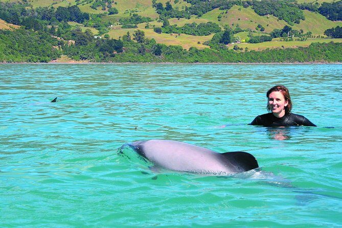 Akaroa Swim with Dolphins Tour from Christchurch - Analyzing the Tours Value and Suitability