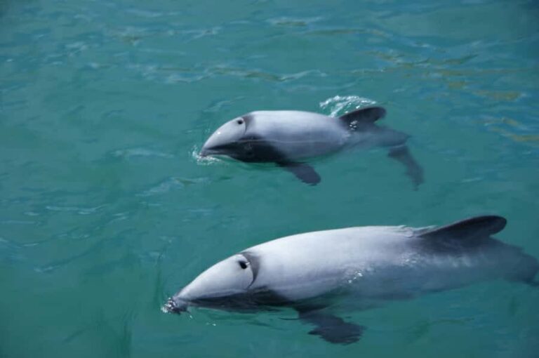 Akaroa: Wildlife Cruise with Dolphins and Penguins - A Detailed Look at the Wildlife Cruise Experience