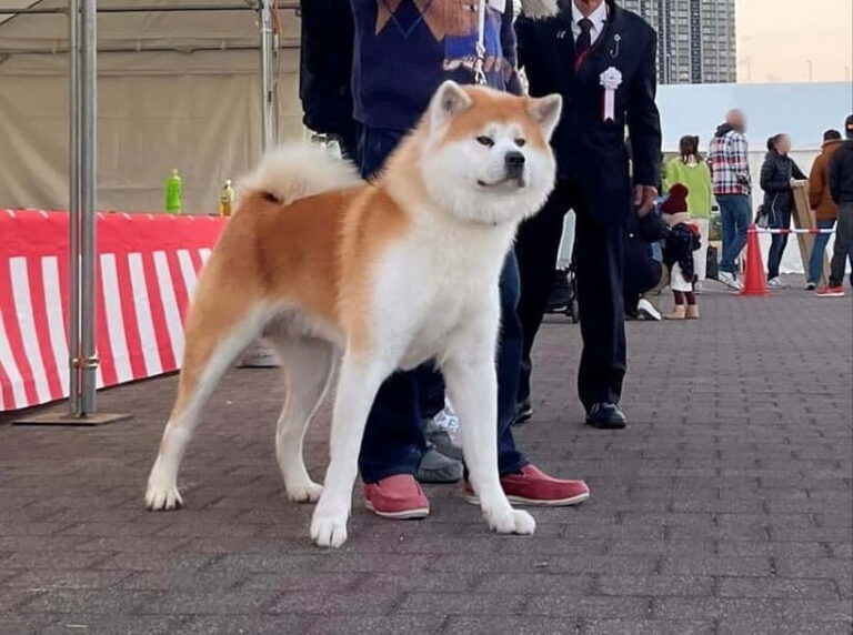 Akita: AKITA DOG DAY! A day tour by public transport - The Itinerary in Detail: What to Expect