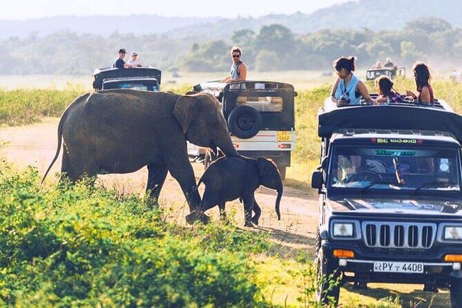 All inclusive leopard safari Wilpattu with guide - The Authenticity and Experience