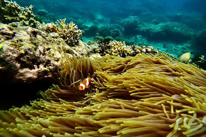 All Inclusive Snorkeling at Blue Lagoon with Lunch - Starting the Day: Easy, Punctual Pickup and Private Transport