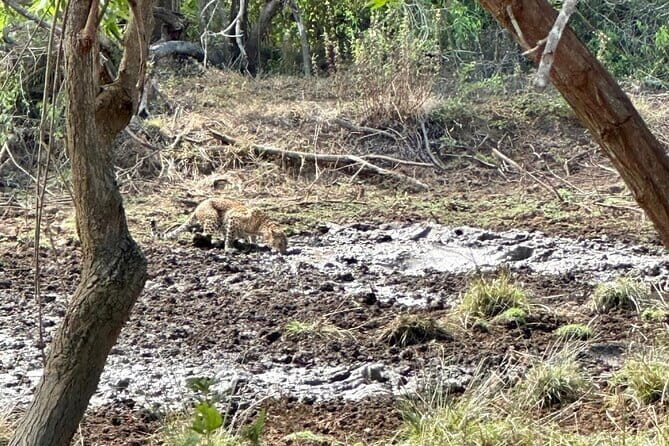 All Inclusive Yala/Udawalawa Safari From Ella, Mirissa,Hiriketiya - The Sum Up: Is This Tour Worth Your Time and Money?