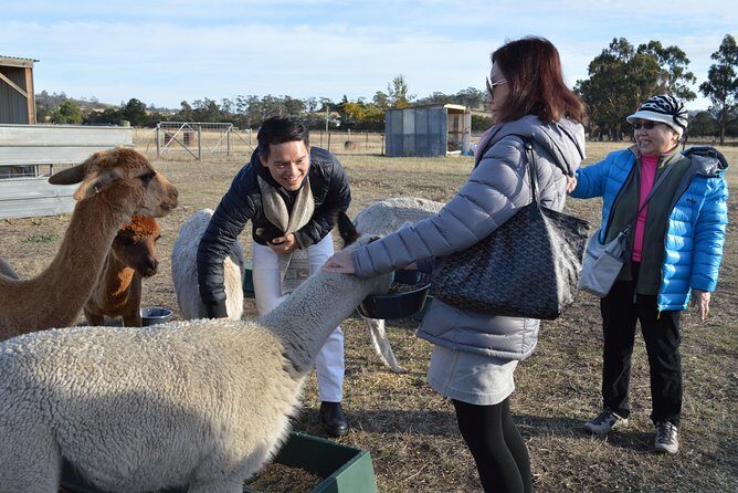 Alpaca Farm Tours with Toffeemont - What the Tour Means for You