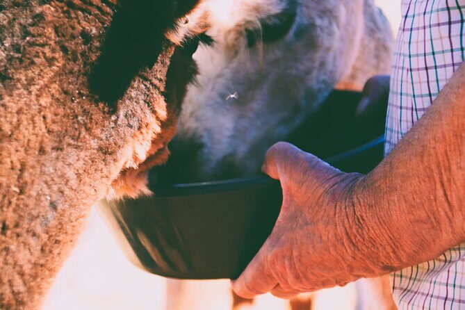 Alpaca Meet and Greet Experience in Peterborough - Authenticity and Authenticity Matters