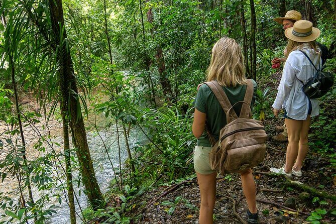 Amazing Daintree Rainforest Tour Waterfall Hike, Lunch, Swim & Crocodile Cruise - The Itinerary in Detail