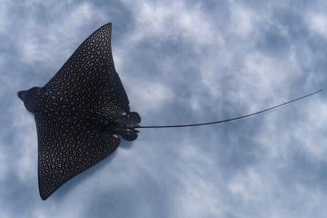 An Eagle Ray and Turtle Tour-Small Groups & Photography Included - What to Expect from the Eagle Ray and Turtle Tour