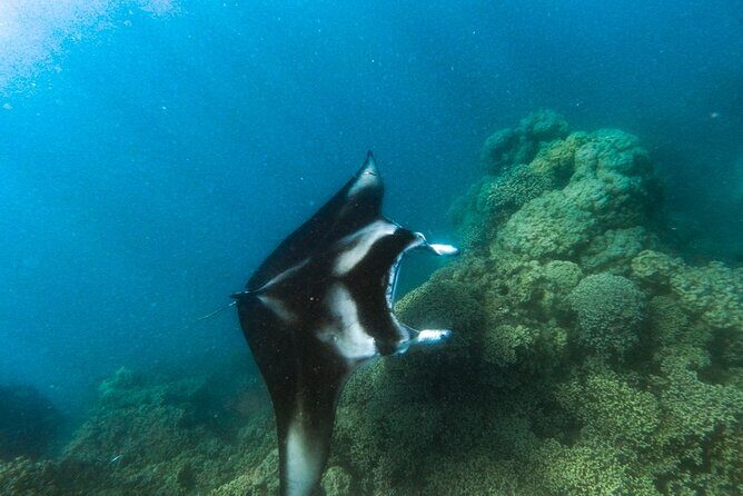 An Immersed Day in Bora Bora with O-sea - Practical Considerations
