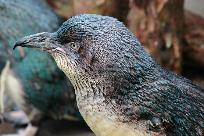Animals of Aotearoa Wellington Zoo Tour - The Sum Up: Who Should Consider This Tour?