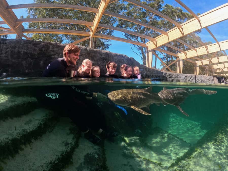 Anna Bay: Irukandji Entry Pass with Zebra Shark Encounter - Practical Details and What You Should Know