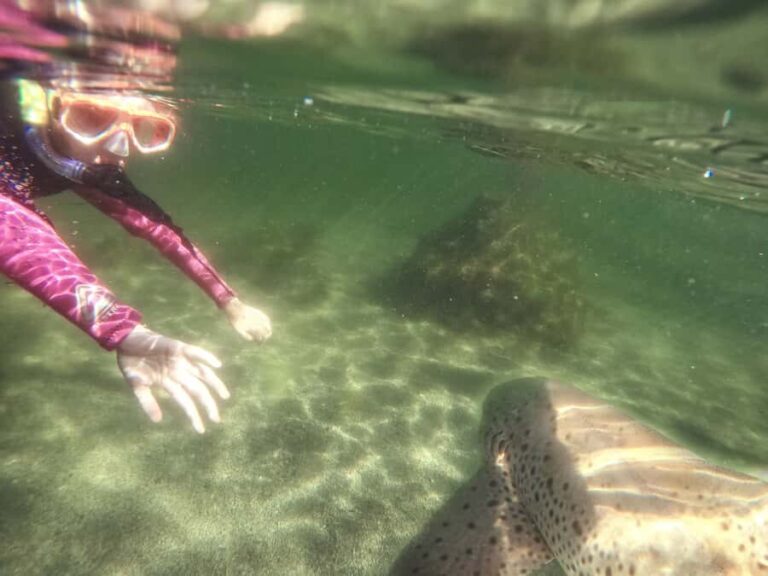 Anna Bay: Irukandji Entry with Zebra Shark Snorkel - Why This Experience Is a Great Value