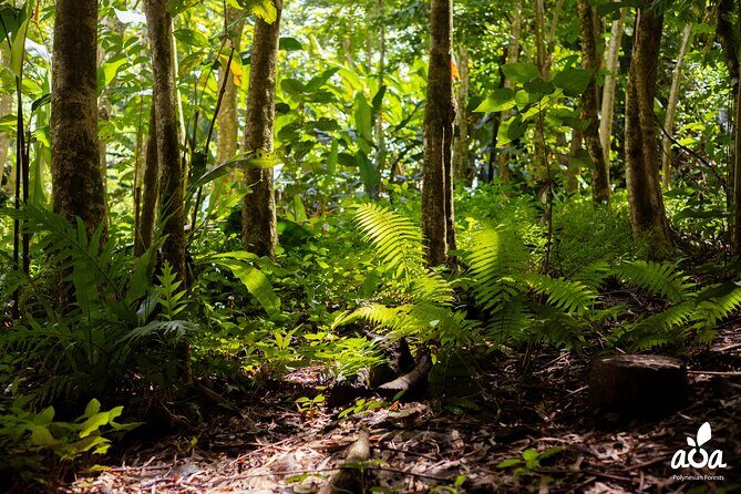 AOA Polynesian Forests - Tahiti Nature Immersion Day - What Travelers Say (Based on Reviews)