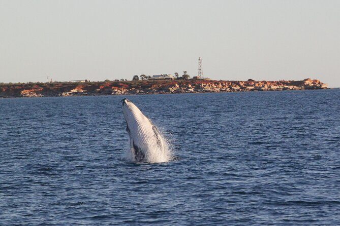 AOC Whale Watching from Broome - The Itinerary in Detail