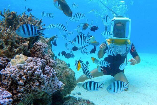 Aqua Safari Introductory Helmet Dive (Underwater Walk) - Authentic Marine Encounters
