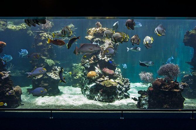 Aquarium Package in Nouméa's with Admission with Hop-on Hop-Off - Transportation, Timing, and Practicalities