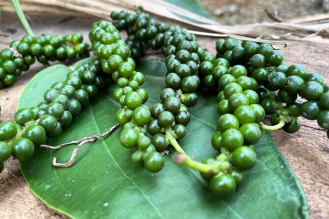 Areca Plantation Walk & Heritage Home visit at Areca County - A Deep Dive into the Experience