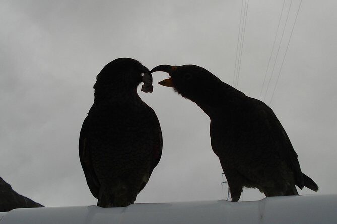 Arthurs Pass and Southern Alps Day Excursion from Port Lyttelton or Christchurch - The Sum Up