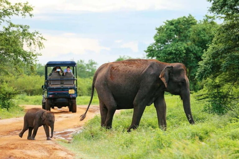 Arugam Bay: Yala Safari & DropOff in Ella - Safari + Transit - Analyzing the Value