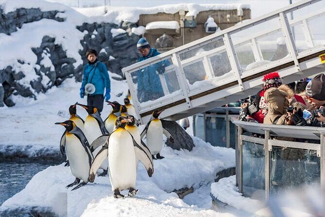 Asahiyama Zoo, Christmas Tree, Fairy Terrace Day Tour | Hokkaido - Asahiyama Zoo: A Wildlife Encounter Like No Other