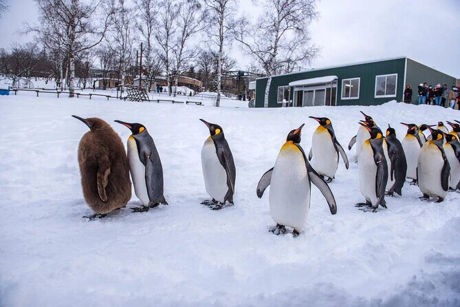 Asahiyama Zoo, Shirahige Falls, Biei, and Blue Pond Day Tour - Detailed Breakdown of the Itinerary