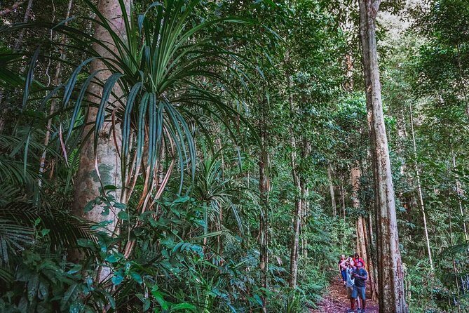 Atherton Tablelands Rain Forest by Night from Cairns - The Experience and Its Value