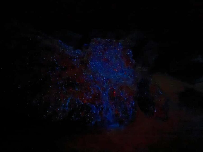 Auckland: Bioluminescence Kayak Tour with Guide - The Journey: From Meeting Point to the Water