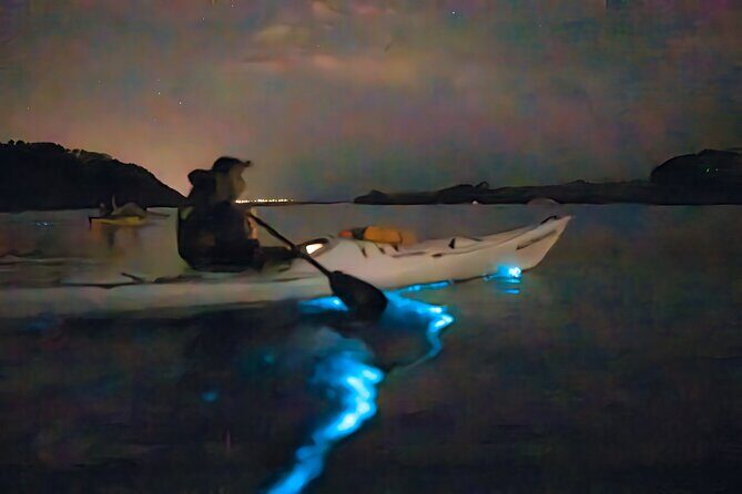 Auckland Bioluminescence Kayak Tour - The Experience in Detail: How It Feels and Looks