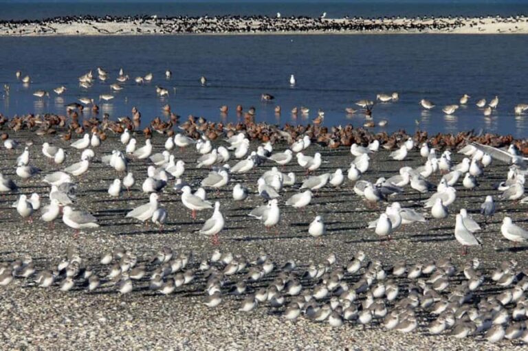Auckland: Birdwatching, Hiking & Waterfalls Tour - Who Should Book This Tour?