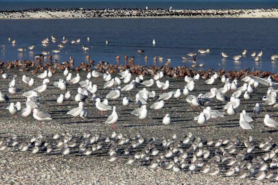 Auckland: Birdwatching, Hiking & Waterfalls Tour - Who Should Book This Tour?