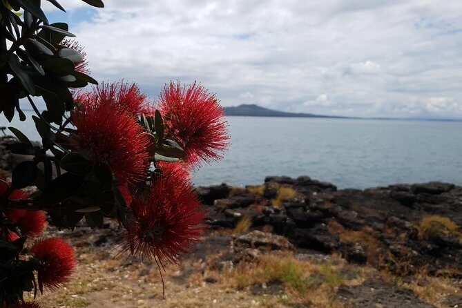 Auckland Bush, Beach and Bites Trail - Authentic Insights from Previous Travelers