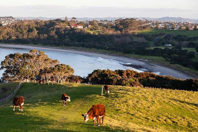 Auckland Hidden gem Tour - Detailed Breakdown of the Itinerary