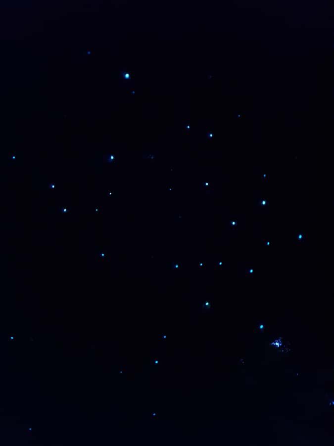 Auckland North Shore Glowworm Tour - Key Points