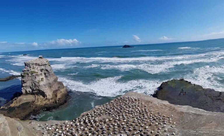 Auckland: Private Muriwai Gannets Experience - Exploring the Route and Highlights