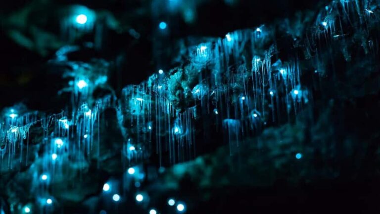 Auckland: Private Tour to Waitomo & Te Puia Valley - Who is this tour best for?