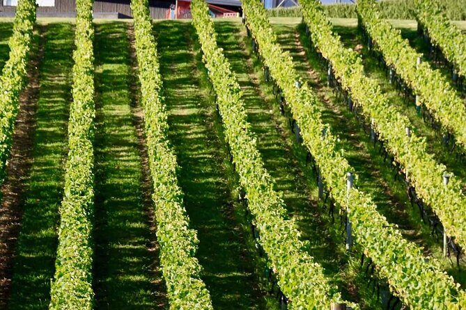 Auckland Region | Island Hopper Package Tour (2 Guests Minimum) - Why This Tour Offers Good Value