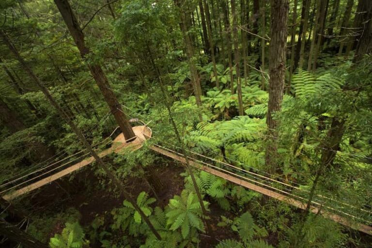 Auckland: Rotorua Highlights inc Te Puia Tour & Redwoods - The Practicalities: What You Need to Know